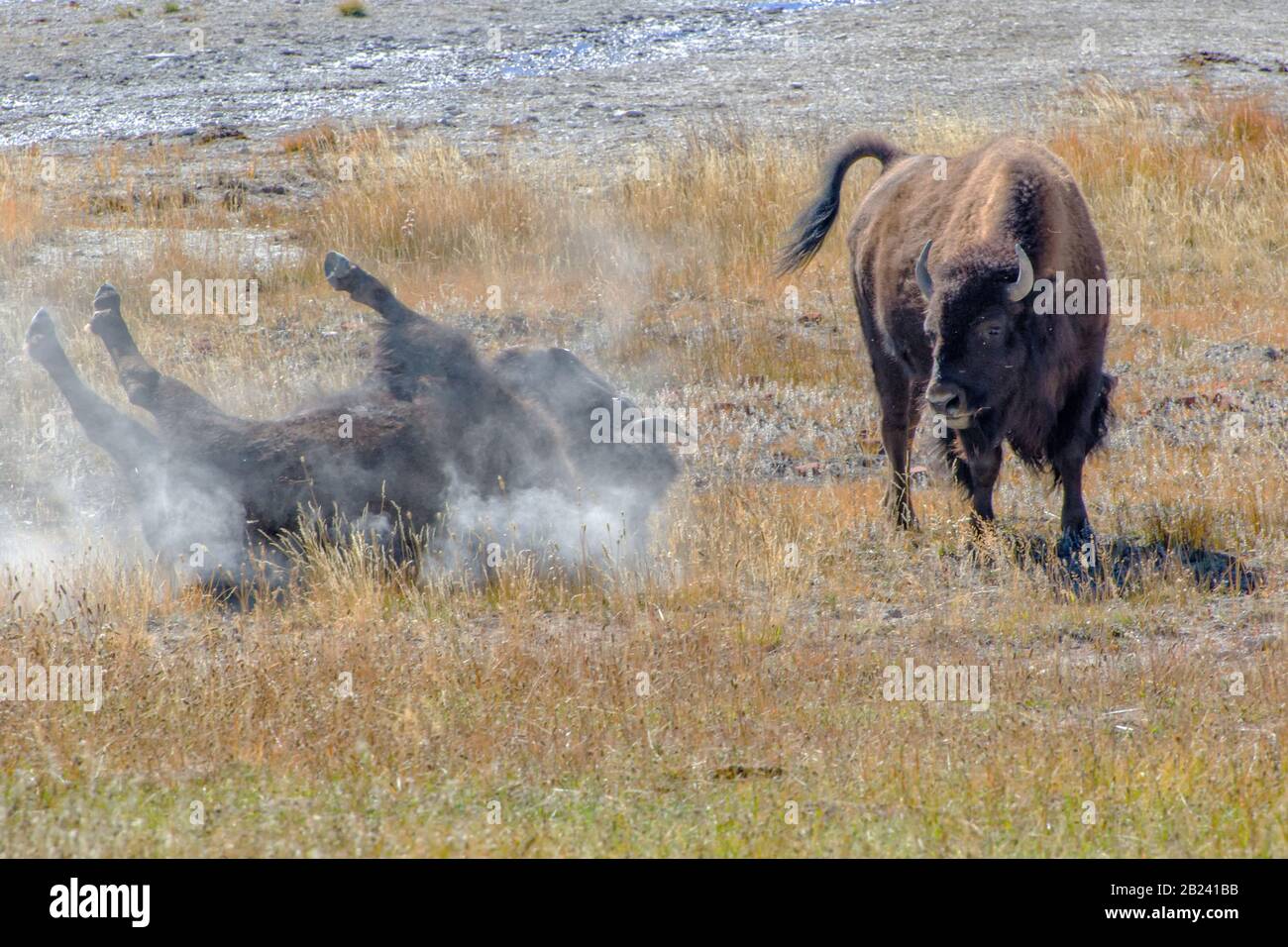 American Bison Se Délaboutant Dans Le Parc National De Yellowstone Banque D'Images