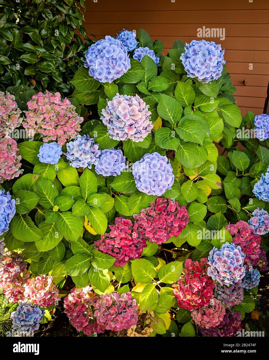 Une belle Hydrangea à Gold Beach, Oregon, États-Unis Banque D'Images