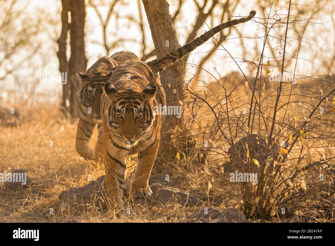 Tiger (Panthera tigris), Muttertier avec son cub, parc national de Ranthambore, Rajasthan, Inde Banque D'Images