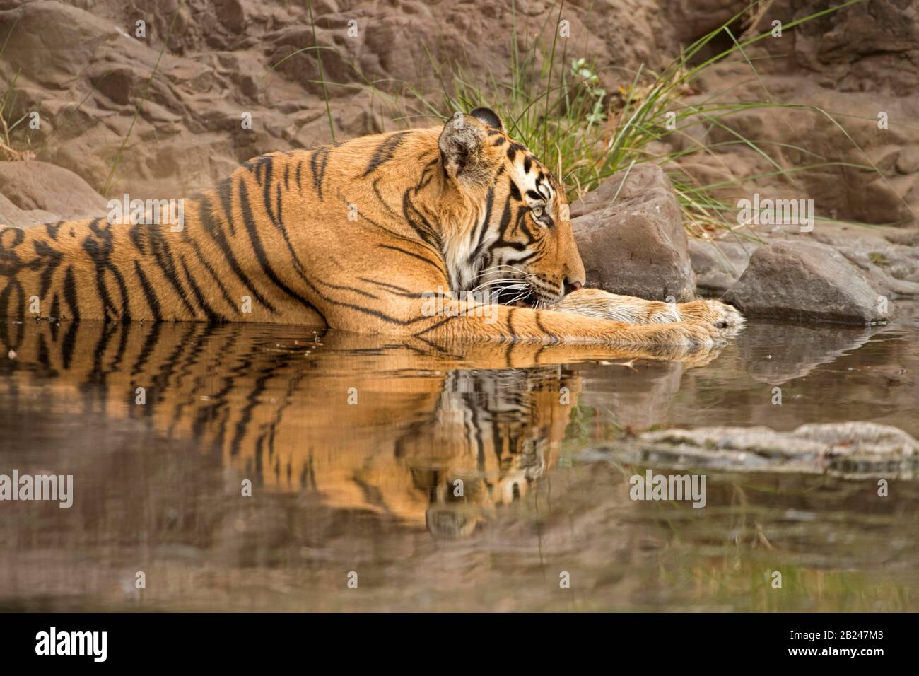 Gros plan sur un tigre (Panthera tigris tigris) reposant tout en refroidissant dans un trou d'eau avec réflexion complète dans l'eau dans l'eau chaude et sèche Banque D'Images