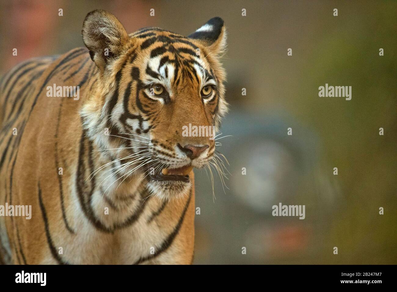 Coup de tête d'un tigre sauvage alerte, parc national de Ranthambore, Rajasthan, Inde Banque D'Images