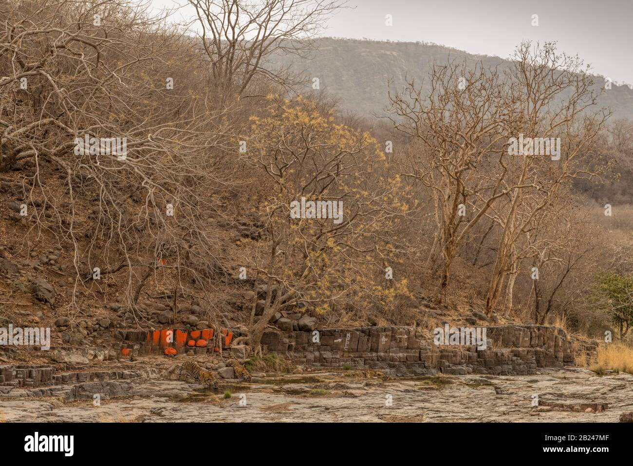 Gros plan incliné de deux tigres sauvages (Panthera tigris tigris) buvant de l'eau d'une flaque rocheuse près d'un temple hindou dans les forêts décideuses sèches Banque D'Images