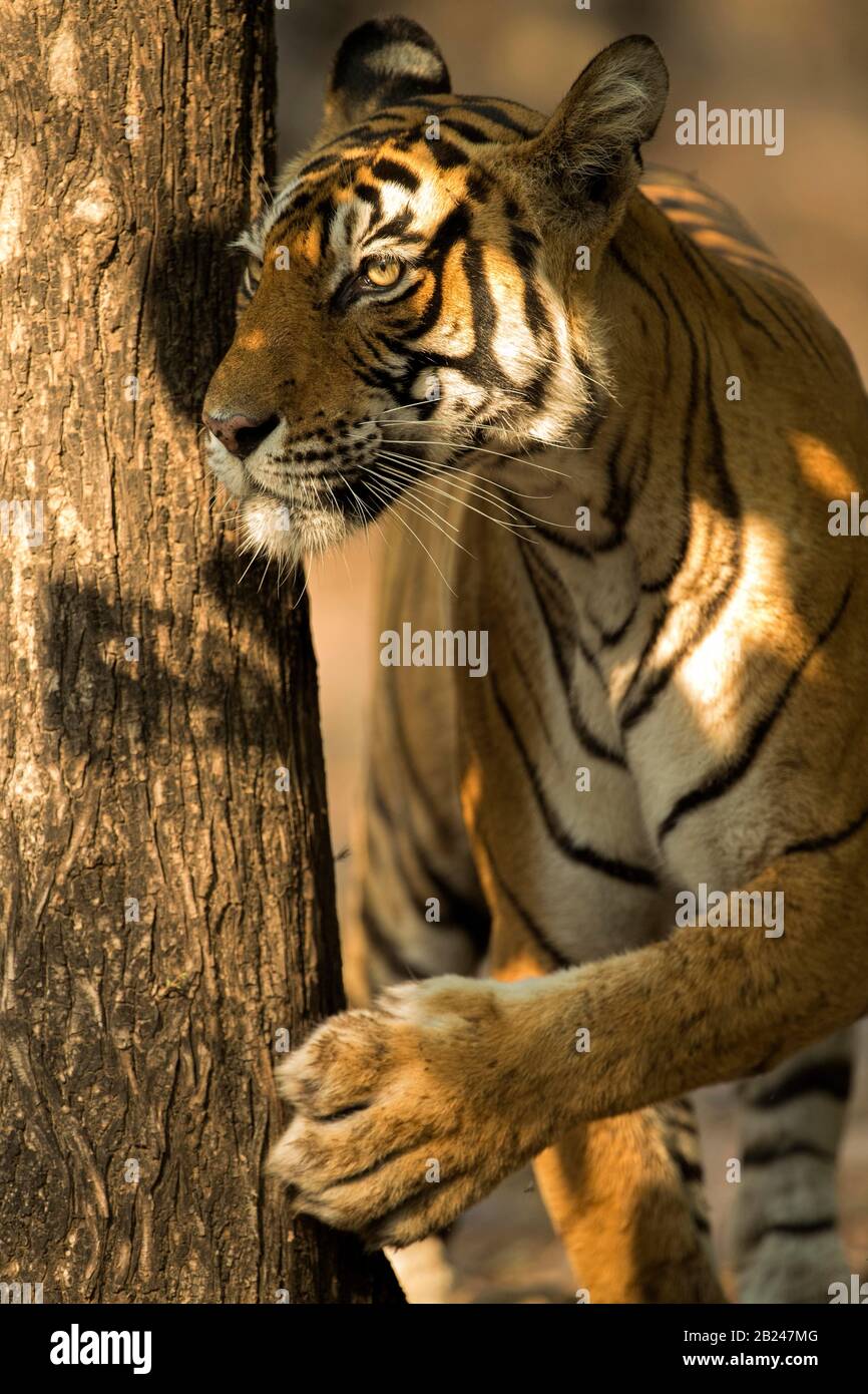 Tigre féminin (Panthera tigris tigris), parc national de Ranthambore, Rajasthan, Inde Banque D'Images