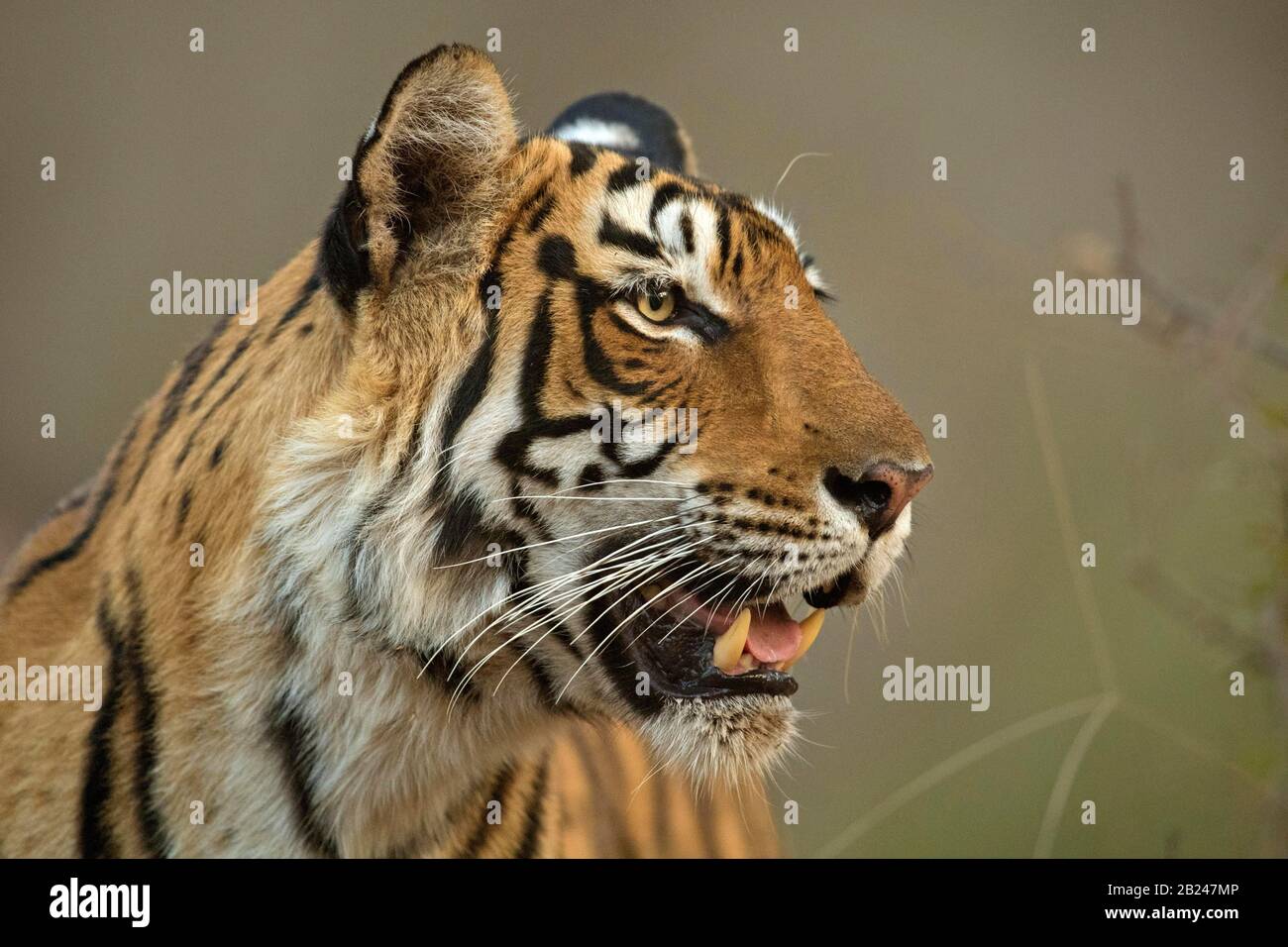 Coup de tête d'un tigre sauvage alerte, parc national de Ranthambore, Rajasthan, Inde Banque D'Images