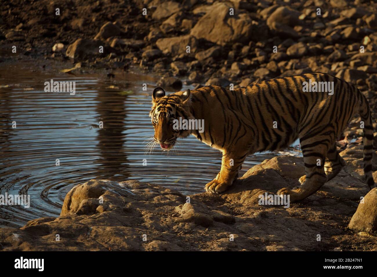 Tigre (Panthera tigris tigris), trou d'eau, parc national de Ranthambore, Rajasthan, Inde Banque D'Images