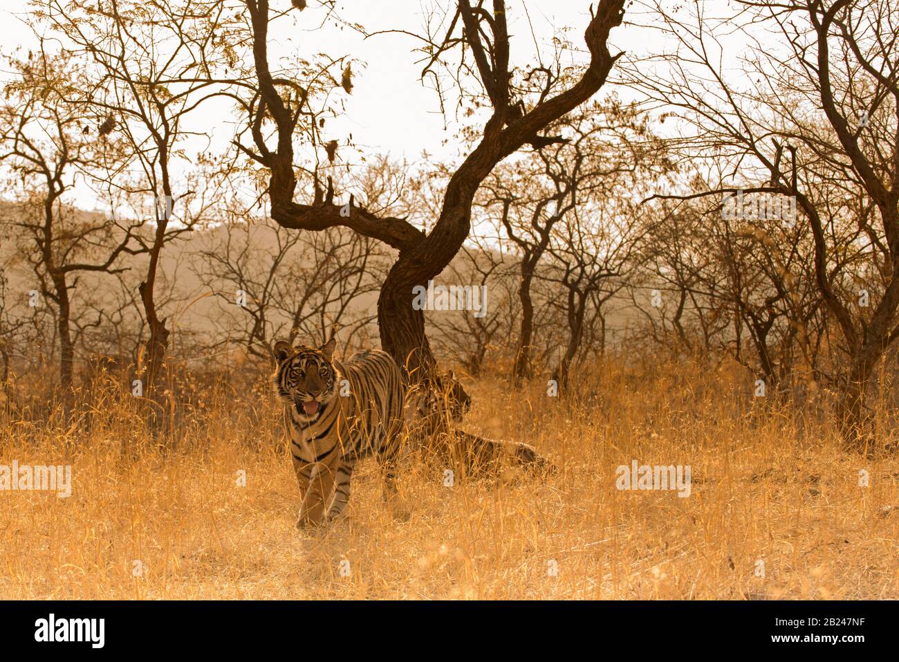 Tiger (Panthera tigris), cub, Ranthambore National Park, Rajasthan, Inde Banque D'Images