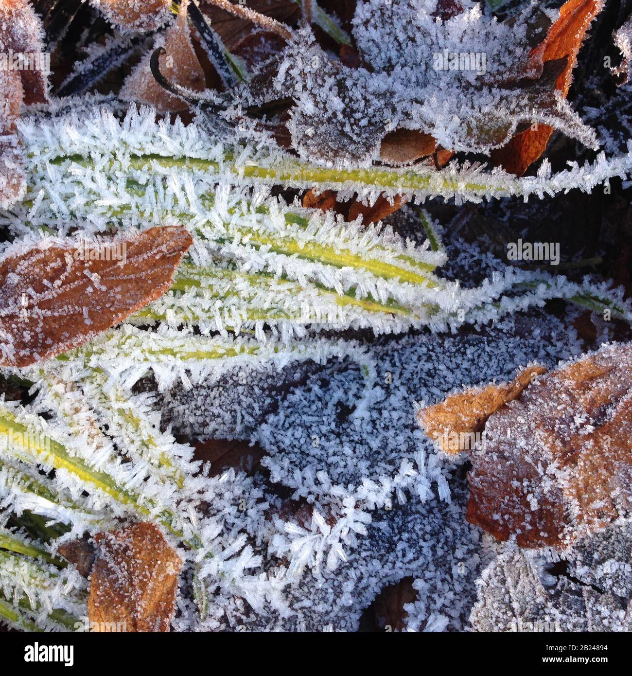 Le givre sur les feuilles Banque D'Images