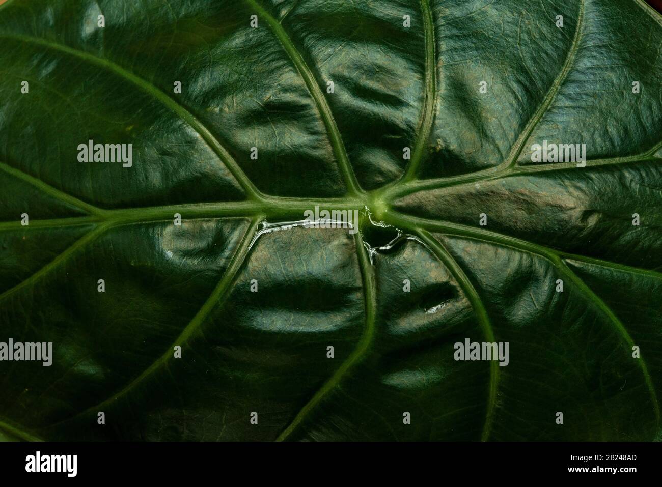 Vue détaillée, feuille verte avec veines de feuilles, jardin botanique, Dahlem, Berlin, Allemagne Banque D'Images