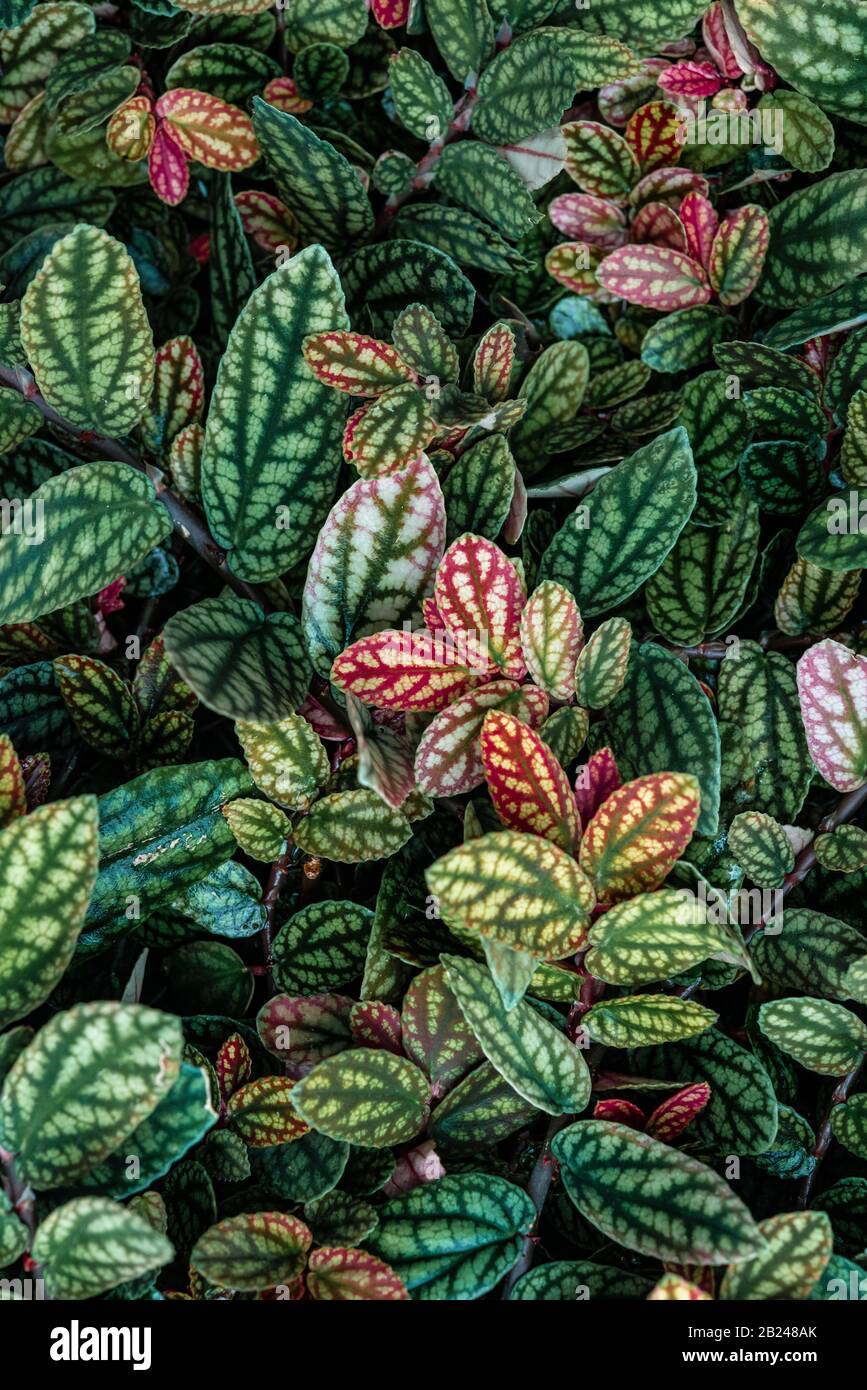 Feuilles à motifs vert et violet, pois de polka, feuilles en pointillés (Hypoestes phyllostachya), jardin botanique de Berlin, Berlin, Allemagne Banque D'Images