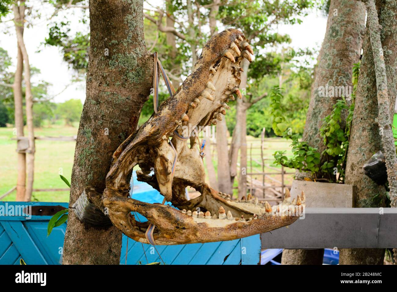 Le crâne d'un crocodile trouvé dans un village amazonien Banque D'Images
