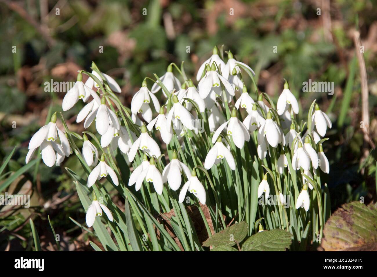Perce-neige (Galanthus nivalis) Amaryllidaceae Banque D'Images