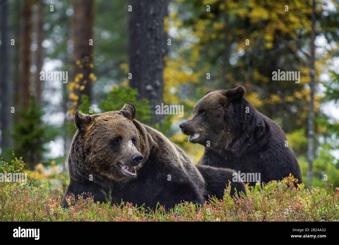 Grand mâle Adulte d'ours bruns dans la forêt d'automne. Nom scientifique: Ursus arctos. Habitat naturel. Banque D'Images