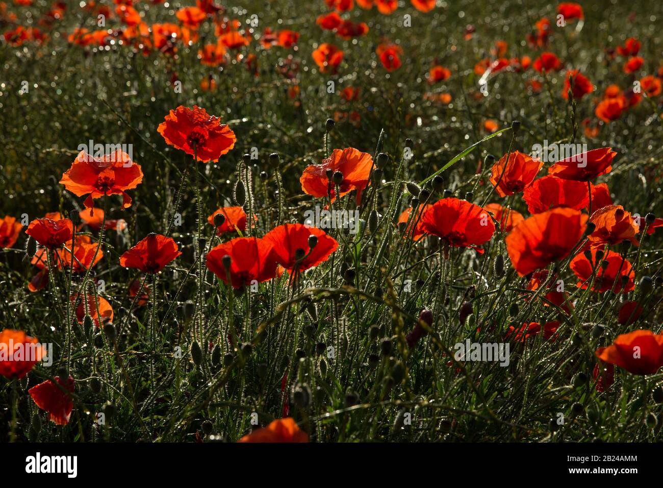 Les coquelicots rouges s'épanouissent sur le champ sauvage. Scène colorée de nombreuses coquelicots au lever du soleil se développent dans un champ, en Provence, en France Banque D'Images