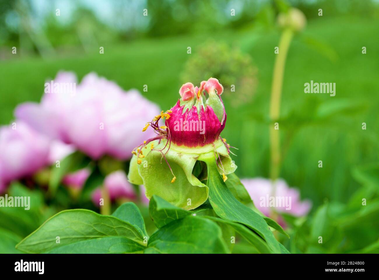 Gros plan de bourgeons et de fleurs sur un buisson de pivoine rose dans le jardin paeonia lactiflora Banque D'Images