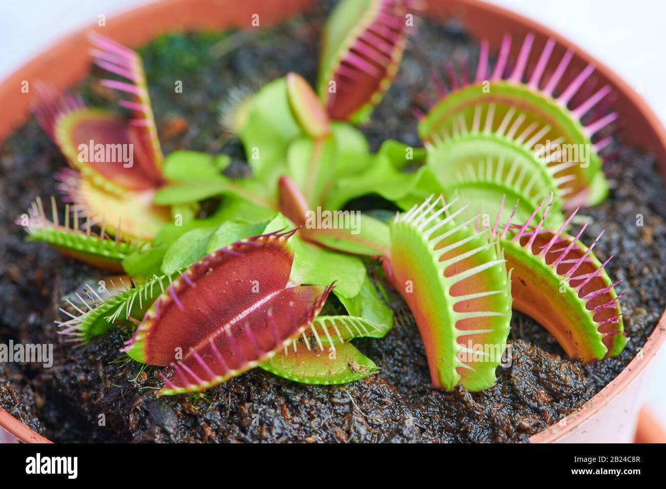 Plante carnivore -Dionaea muscipula - photo de couleur macro Banque D'Images