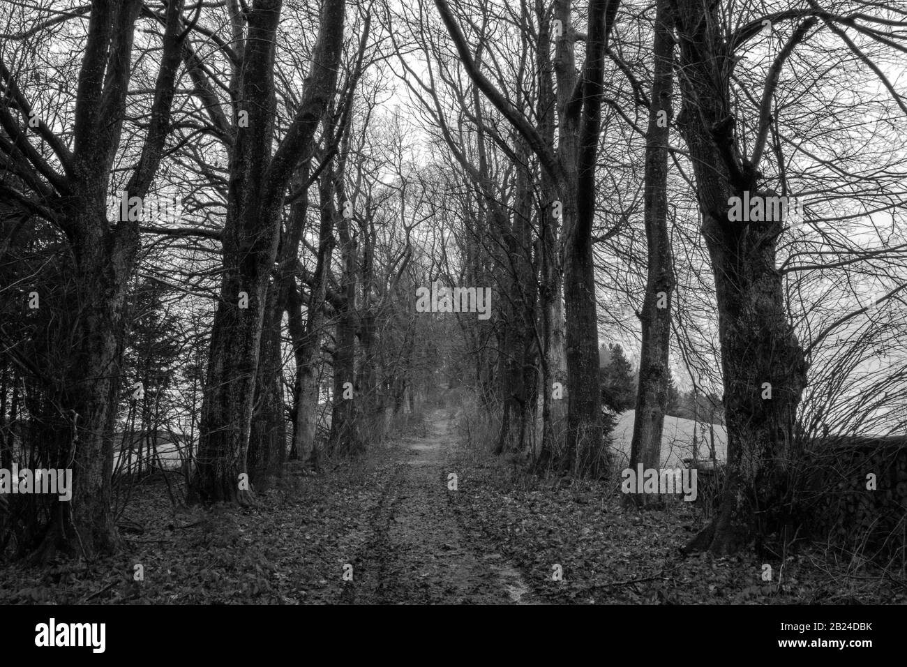 Marchez seul en hiver Banque D'Images