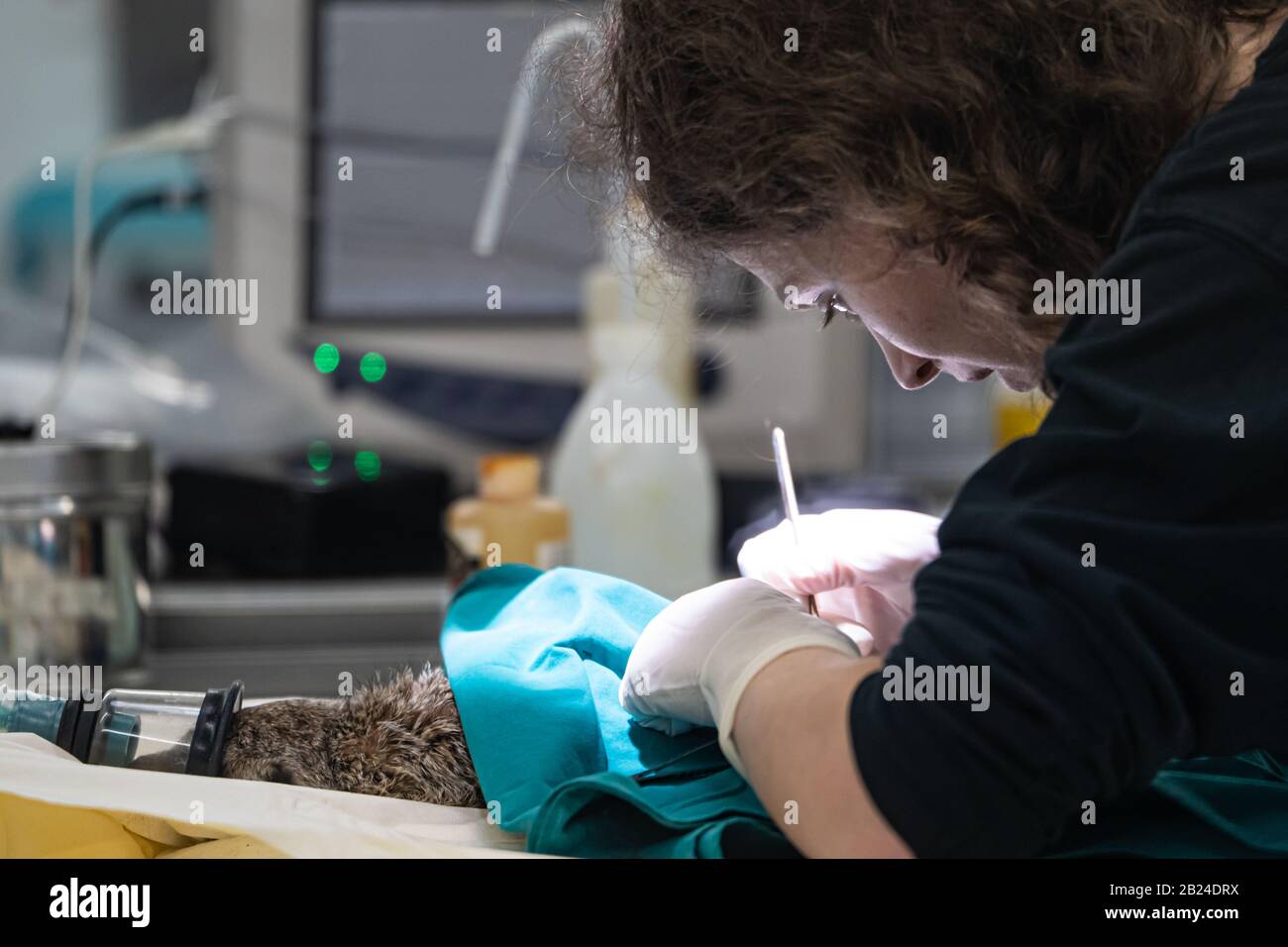 Les vétérinaires du zoo effectuent une opération sur un Meerkat (Suricata suricatta), le Parc zoologique de Paris (zoo de Paris), Paris, France Banque D'Images