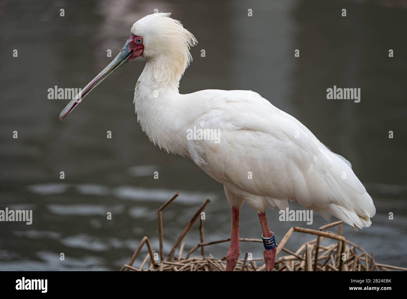 Spoonbill Africain (Platalea Alba), Parc Zoologique De Paris (Zoo De Paris), Paris, France Banque D'Images