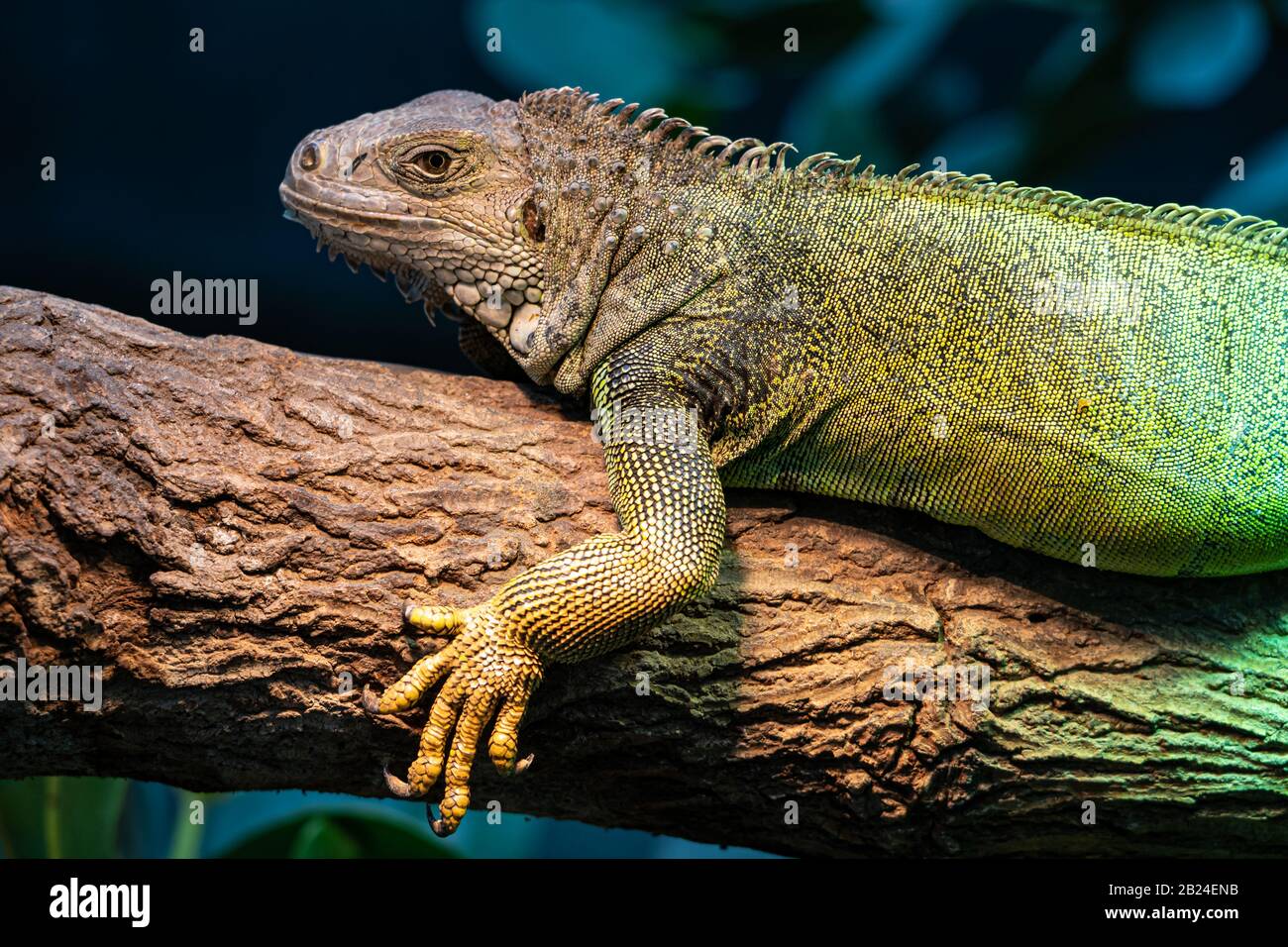 Iguana Verte (Iguana Iguana), Parc Zoologique De Paris (Zoo De Paris), Paris, France Banque D'Images
