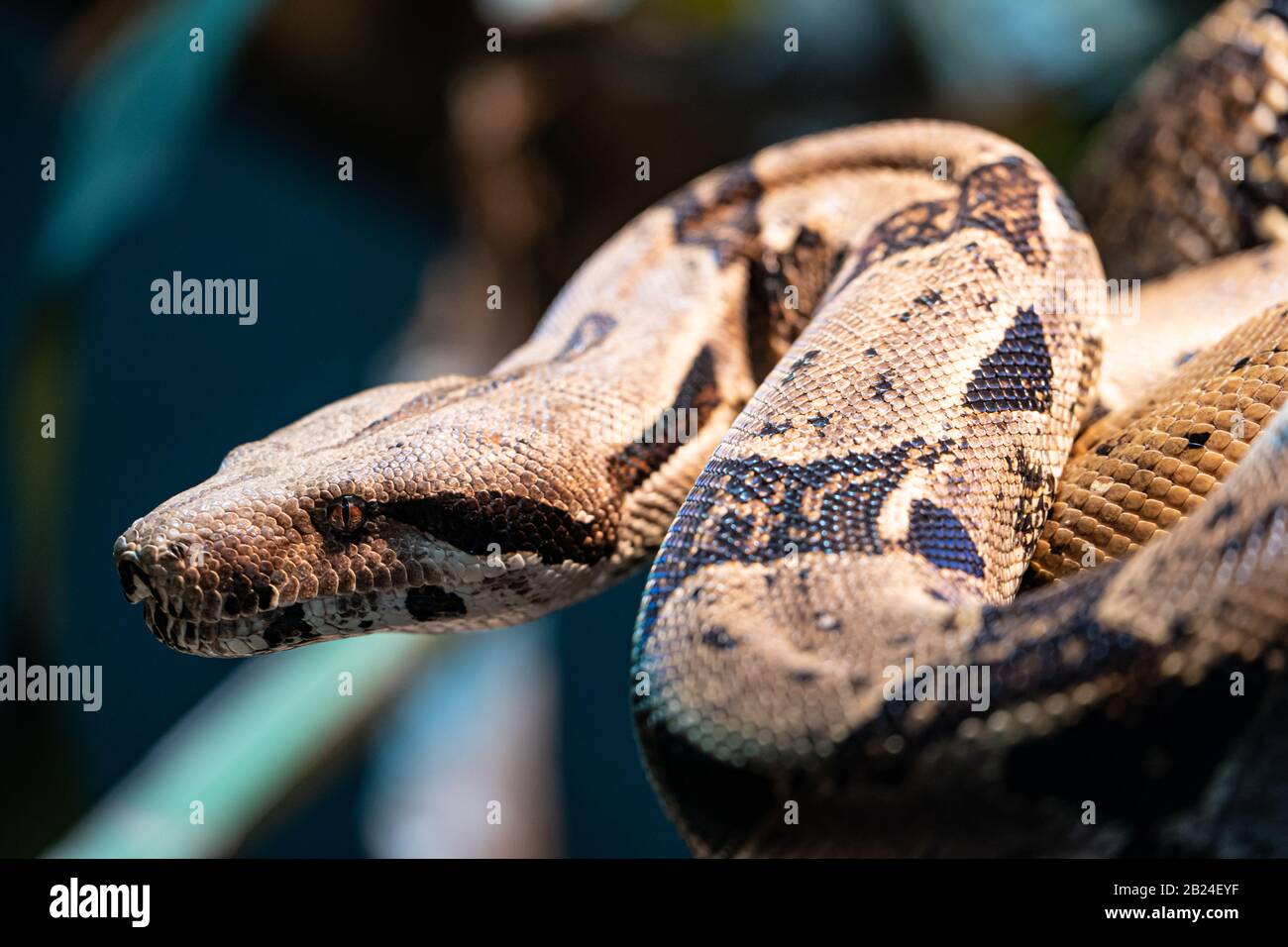 Boa Constrictor (Boa Constricteur), Parc Zoologique De Paris (Zoo De Paris), Paris, France Banque D'Images