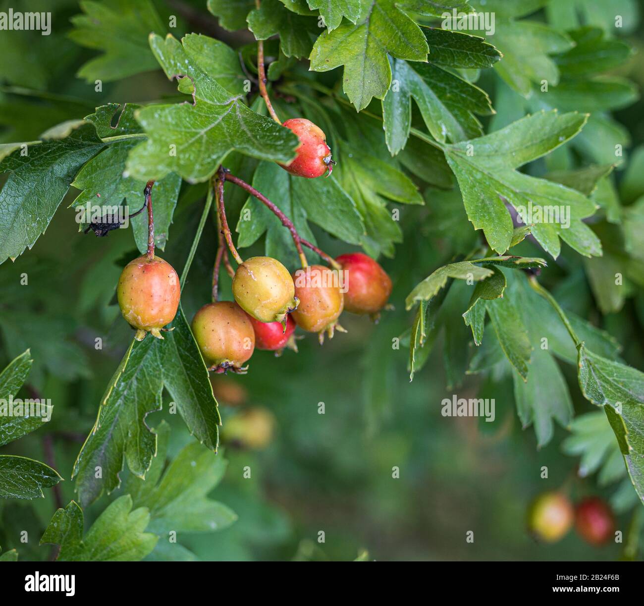 Les baies d'un buisson de sloe (Prunus spinosa) en été. Les baies d'arbépine sauvage ne sont pas encore mûres. Banque D'Images