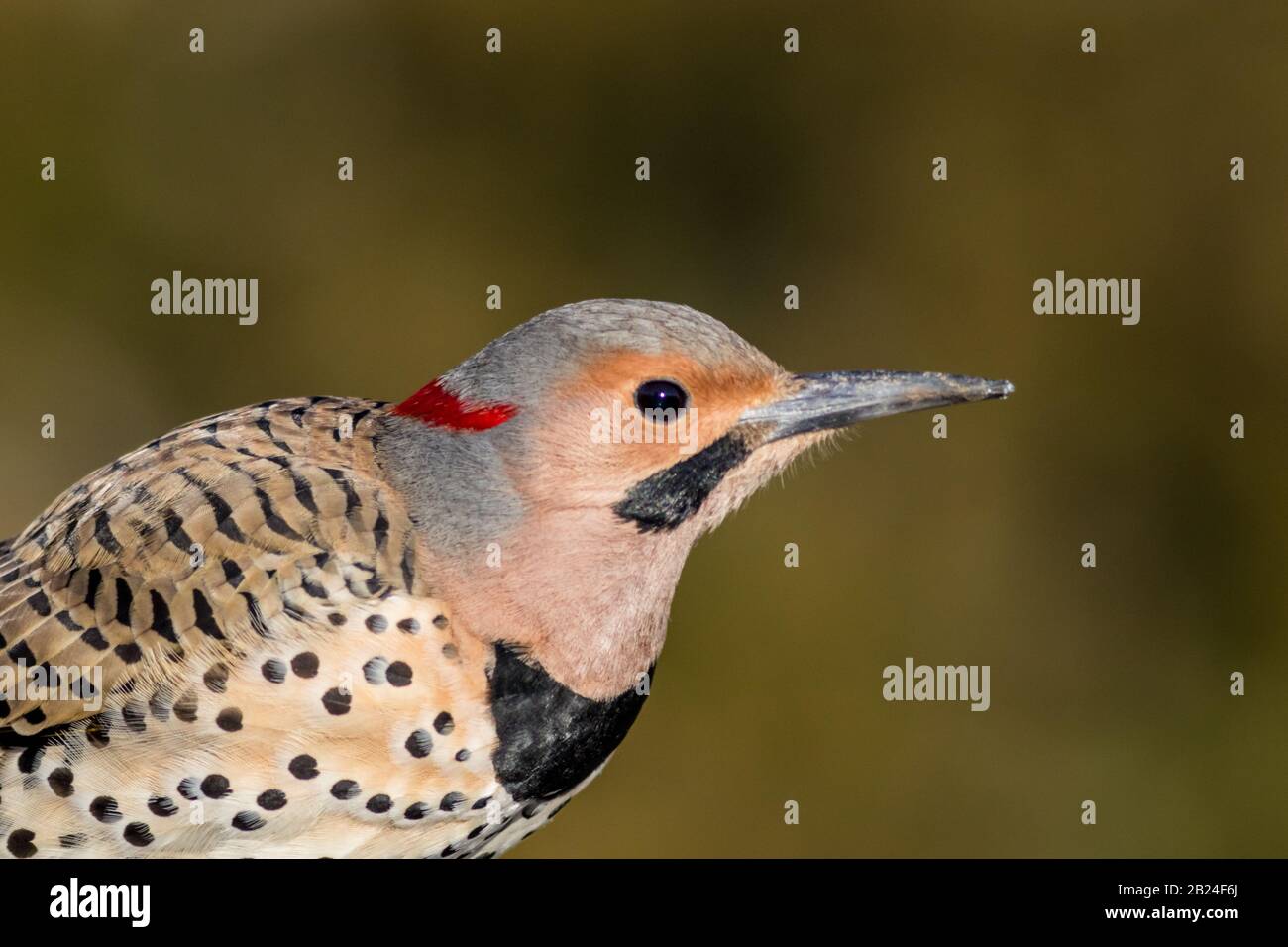 Northern Flicker closeup, Colaptes auratus, un oiseau de taille moyenne de la famille de Woodpecker, regardant à droite avec des tons naturels vert ocre fond Banque D'Images