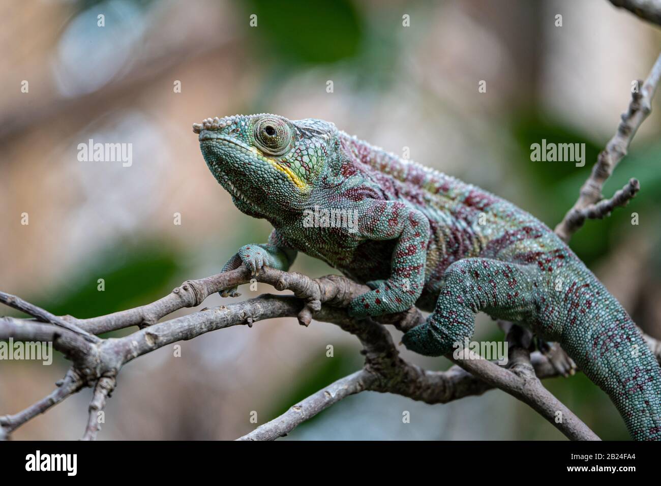 Panther Caméléon (Furcifer Pardalis) Parc Zoologique De Paris (Zoo De Paris), Paris, France Banque D'Images