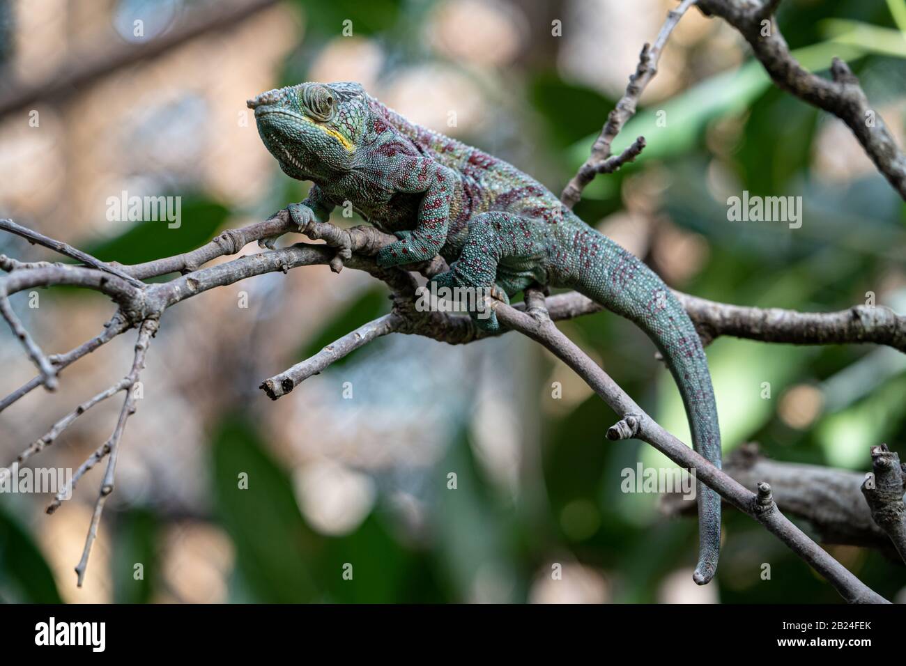Panther Caméléon (Furcifer Pardalis) Parc Zoologique De Paris (Zoo De Paris), Paris, France Banque D'Images