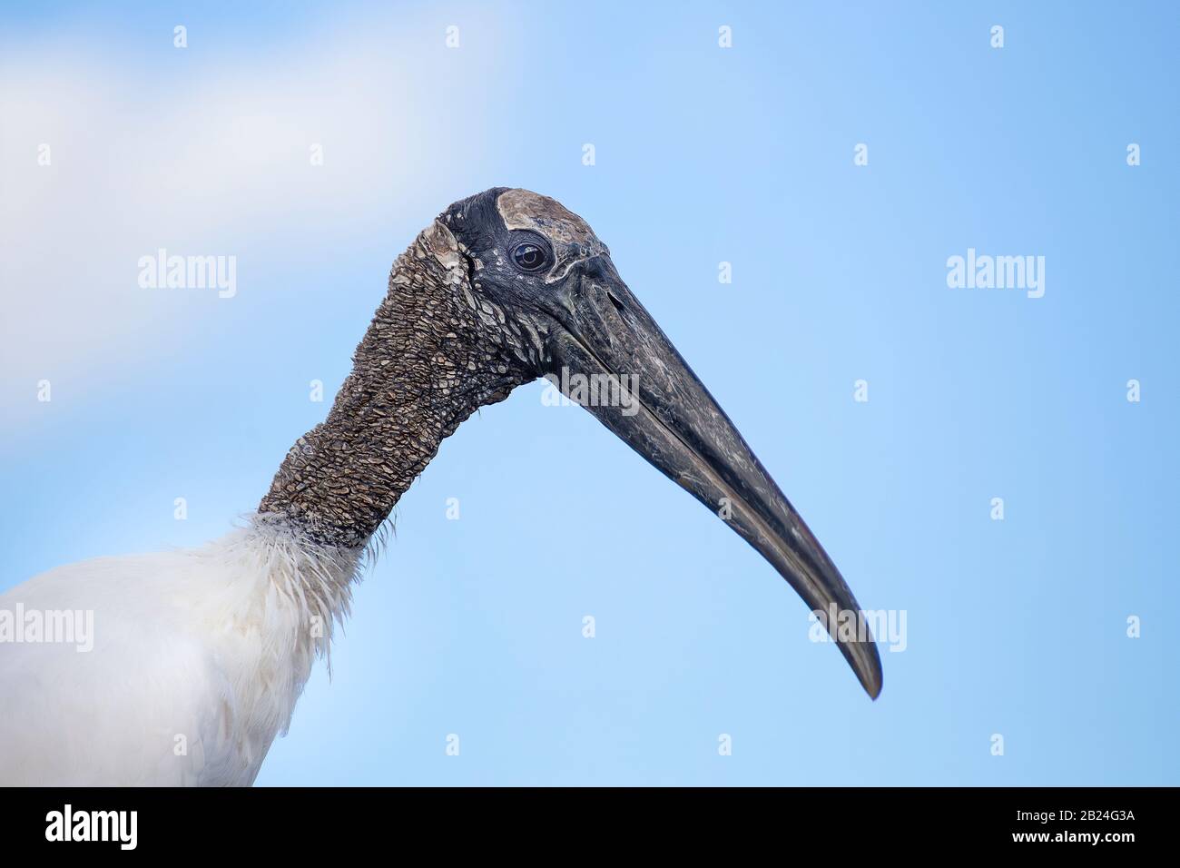 Un bork de bois bénéficie d'une belle journée de printemps dans les Everglades de Floride. Banque D'Images Un bork de bois bénéficie d'une belle journée de printemps dans les Everglades de Floride. Banque D'Images