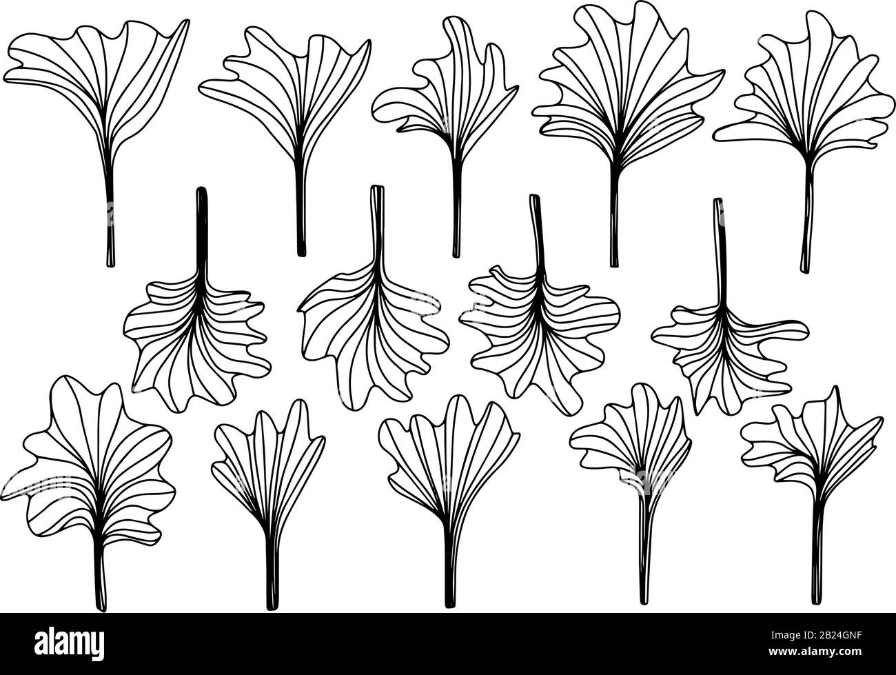 Gingko ou feuille de ginkgo biloba. Définissez les fleurs de feuilles fleuries dans un style de gribouille isolé sur un fond blanc. Illustration du contour vectoriel. Décoration printanière. Définir W Illustration de Vecteur