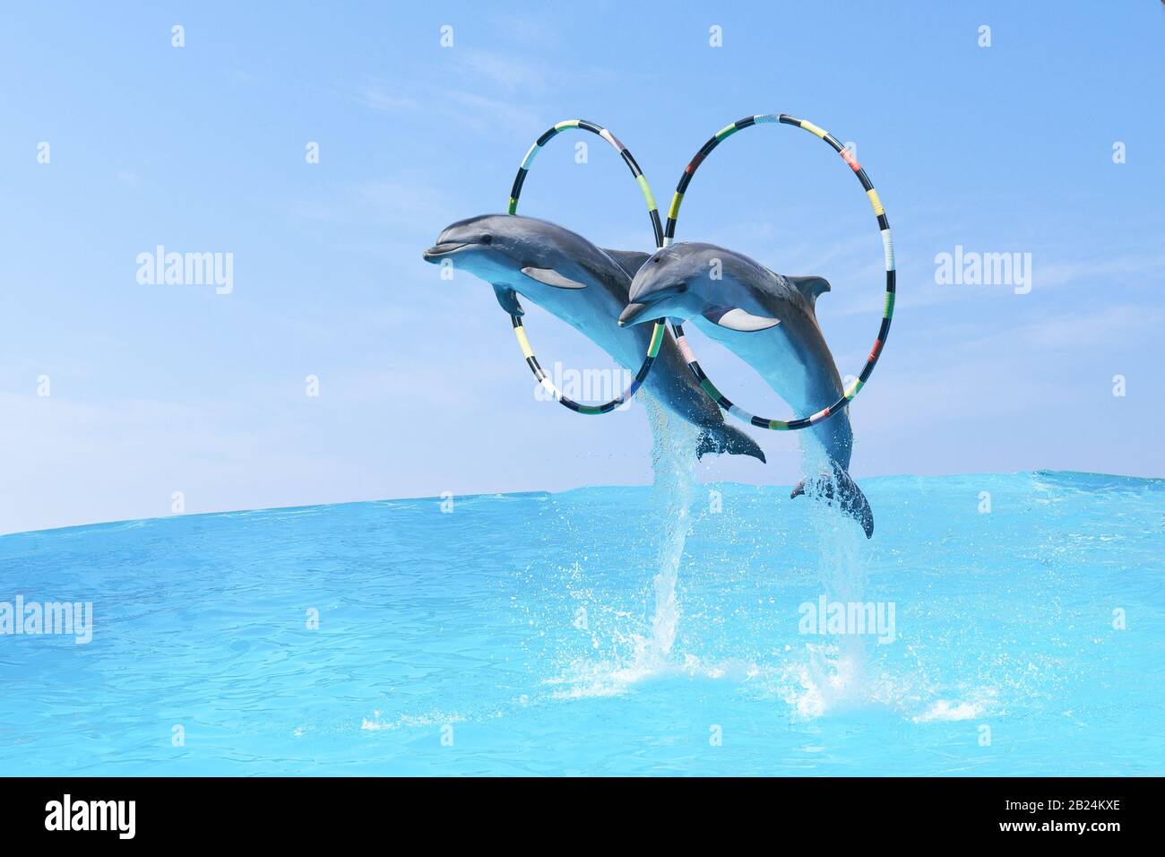 Sautez les deux grands dauphins grands dauphins grand dauphin (lat. Tursiops truncatus) à travers le Hoop sur le fond du ciel bleu Banque D'Images