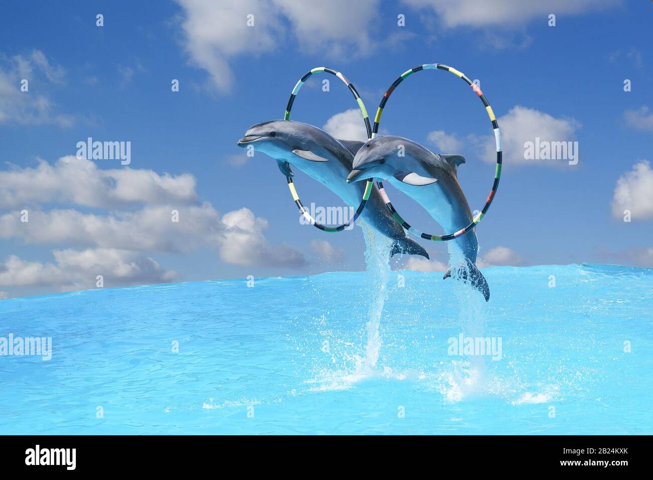 Sautez les deux grands dauphins grands dauphins grand dauphin (lat. Tursiops truncatus) à travers le Hoop au-dessus de l'eau sur le fond du ciel bleu avec Banque D'Images