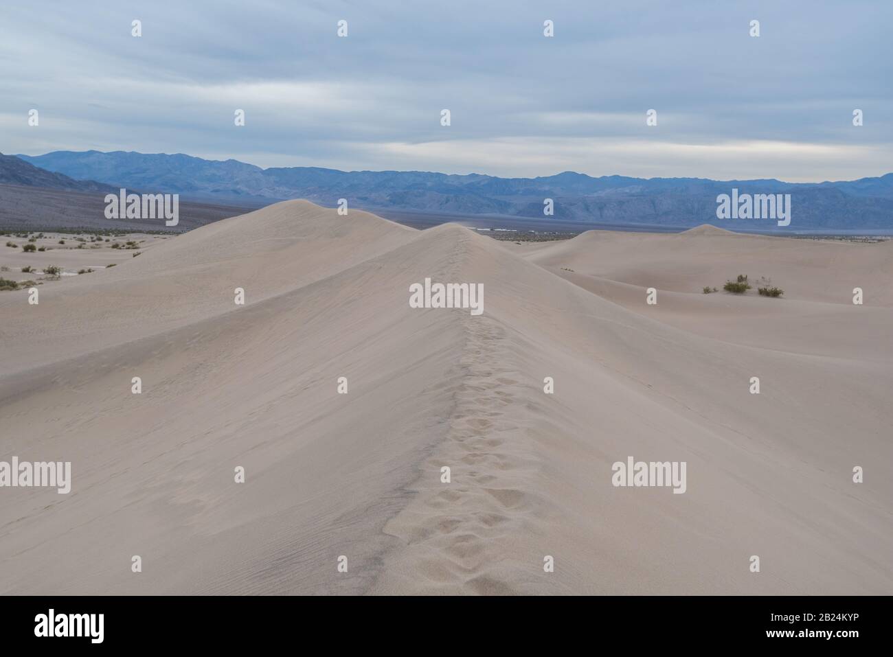 Magnifiques Dunes De Sable À Plat Mesquite Au Parc National De La Vallée De La Mort Californie États-Unis. Banque D'Images