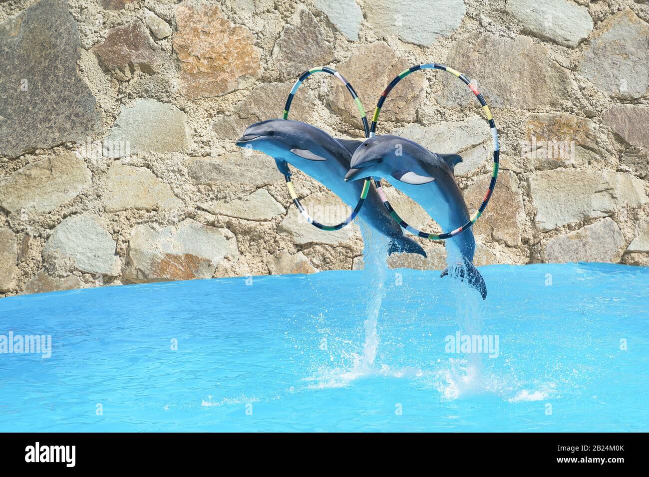 Sautez les deux grands dauphins grands dauphins grand dauphin (lat. Tursiops truncatus) à travers le Hoop au-dessus de l'eau contre le mur de pierre naturelle Banque D'Images