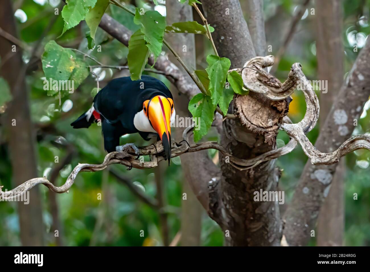 Face Toucan Banque D'Images