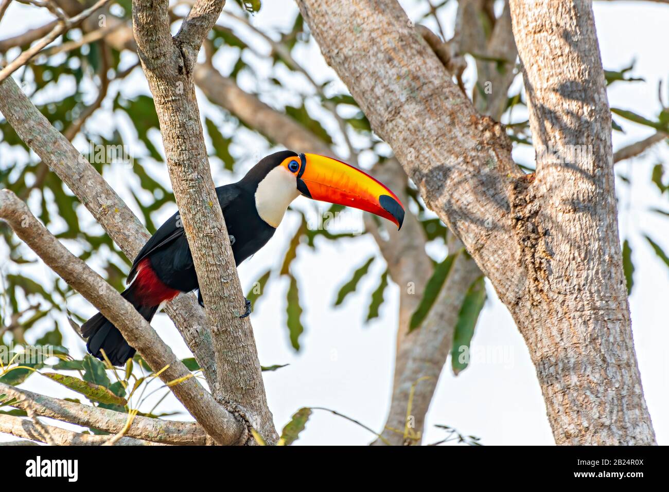 Toucan #3 Banque D'Images