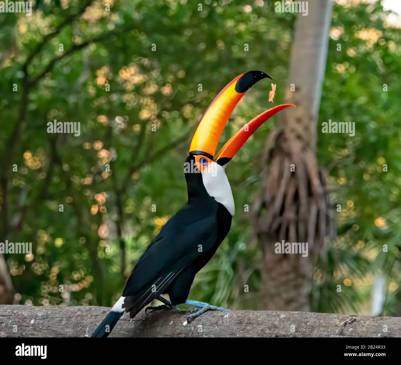 Alimentation Toucan Banque D'Images