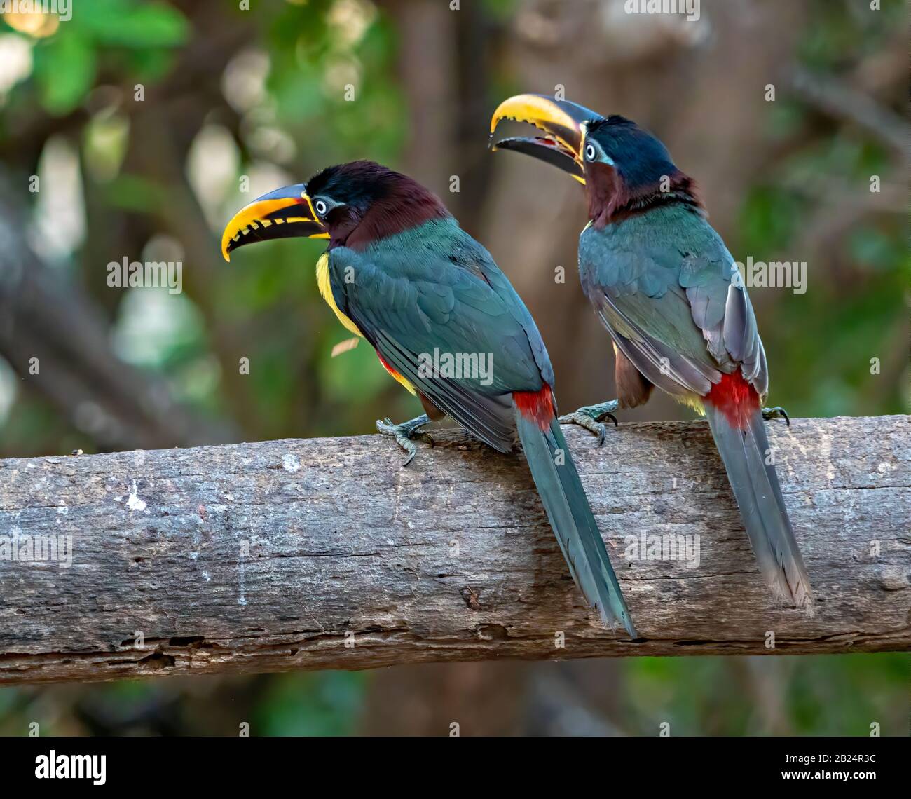Deux Aracari Banque D'Images