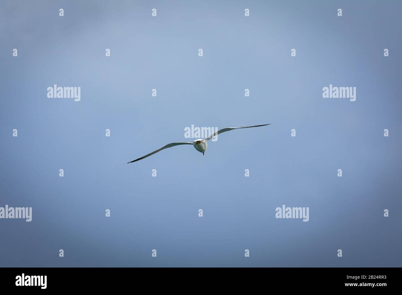 Seagull vu de derrière voler à travers un ciel bleu Banque D'Images