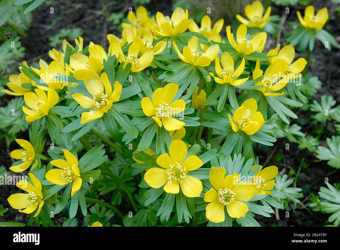 Eranthis hyemalis Banque D'Images