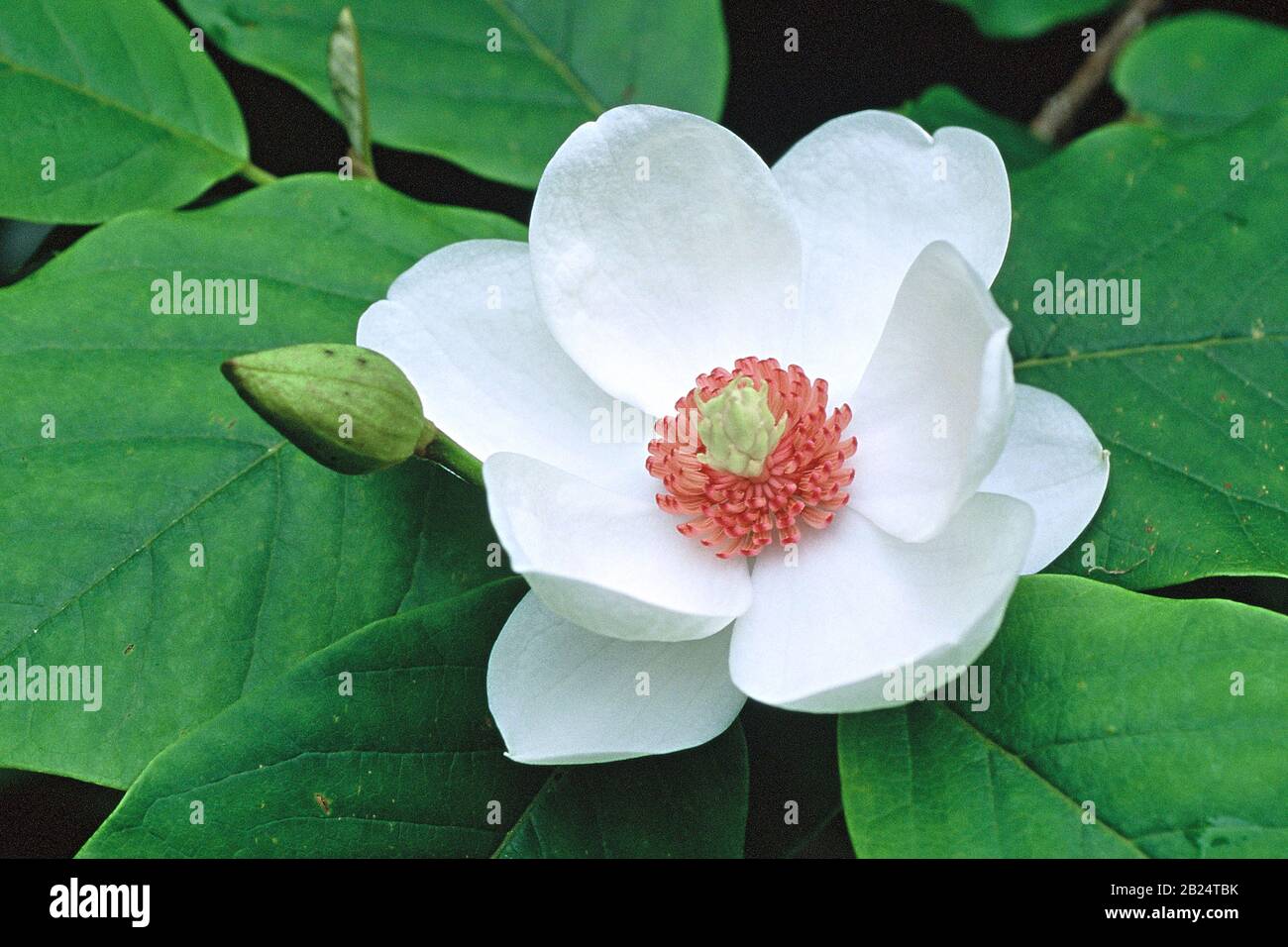 Magnolia sieboldii Banque D'Images