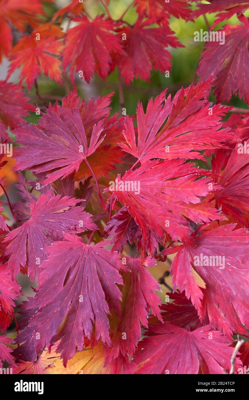 Eisenhutblaettriger Ahorn (Acer japonicum 'Aconitifolium') Banque D'Images