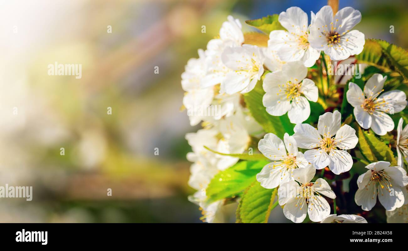 Fond de fleur de printemps. Nature réaliste scène avec arbres en fleurs et lumière du soleil. Journée ensoleillée. Fleurs de printemps. Arrière-plan flou abstrait. Printemps Banque D'Images