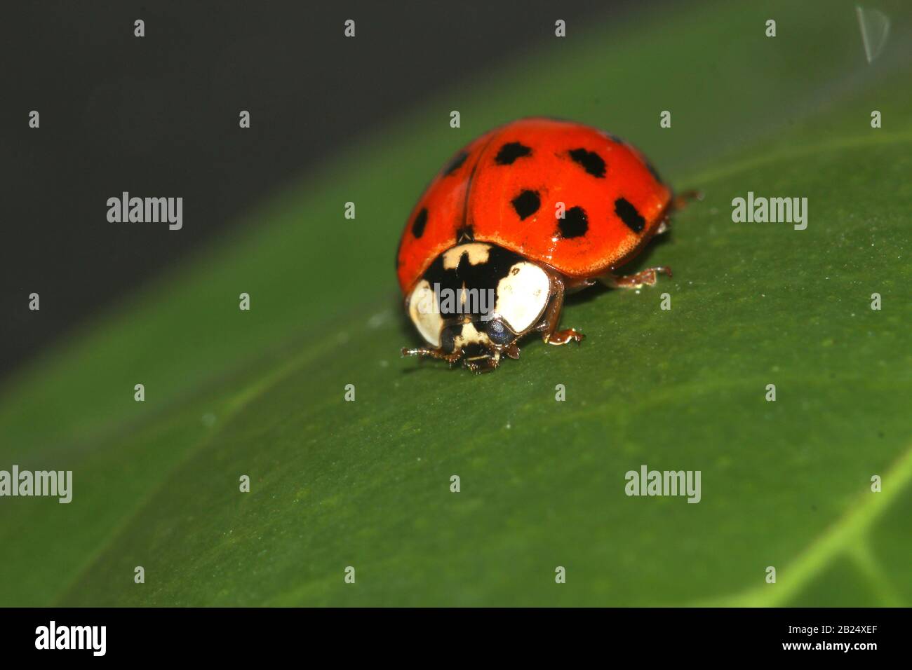 Arlequin ladybug (Harmonia axyridis) Banque D'Images