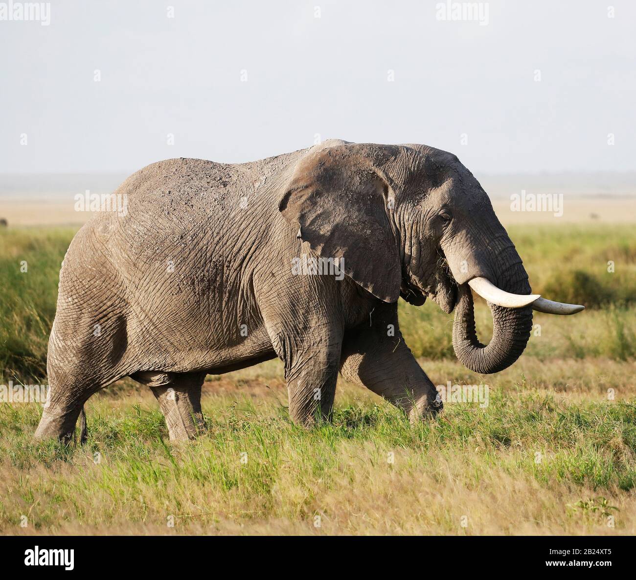 Éléphants À Amboseli Nationalpark, Kenya, Afrique Banque D'Images