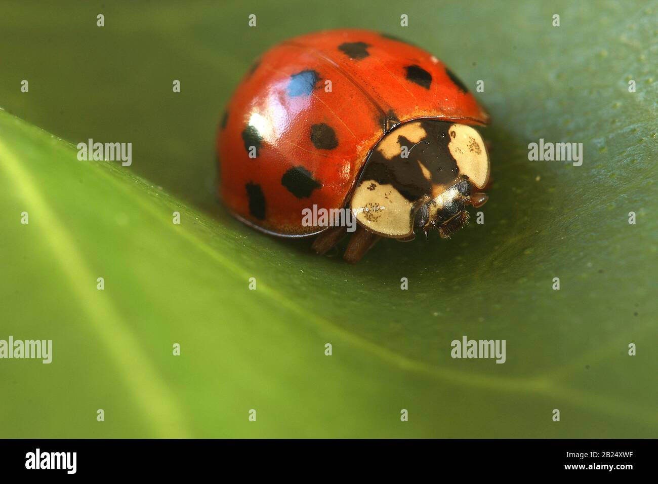 Arlequin ladybug (Harmonia axyridis) Banque D'Images