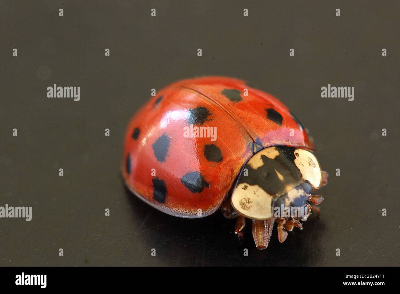 Arlequin ladybug (Harmonia axyridis) Banque D'Images