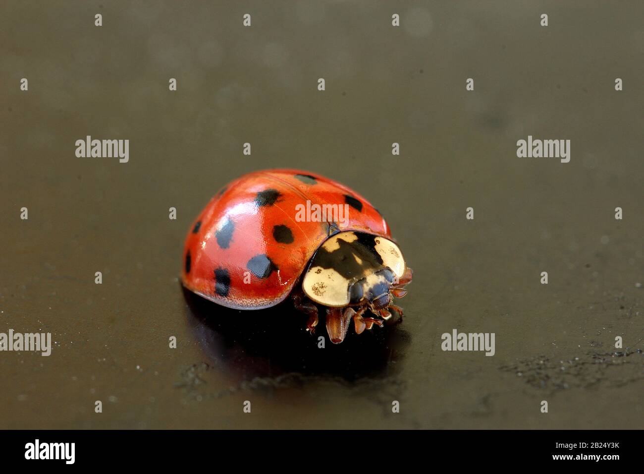 Arlequin ladybug (Harmonia axyridis) Banque D'Images