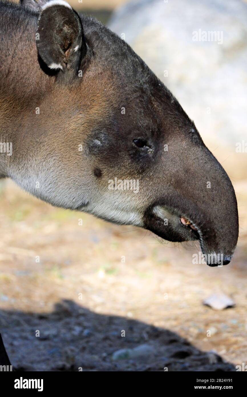 A Baird's Tapirus bairdii. Bergen County Zoo, Van Saun Park, Paramus, New Jersey, États-Unis Banque D'Images