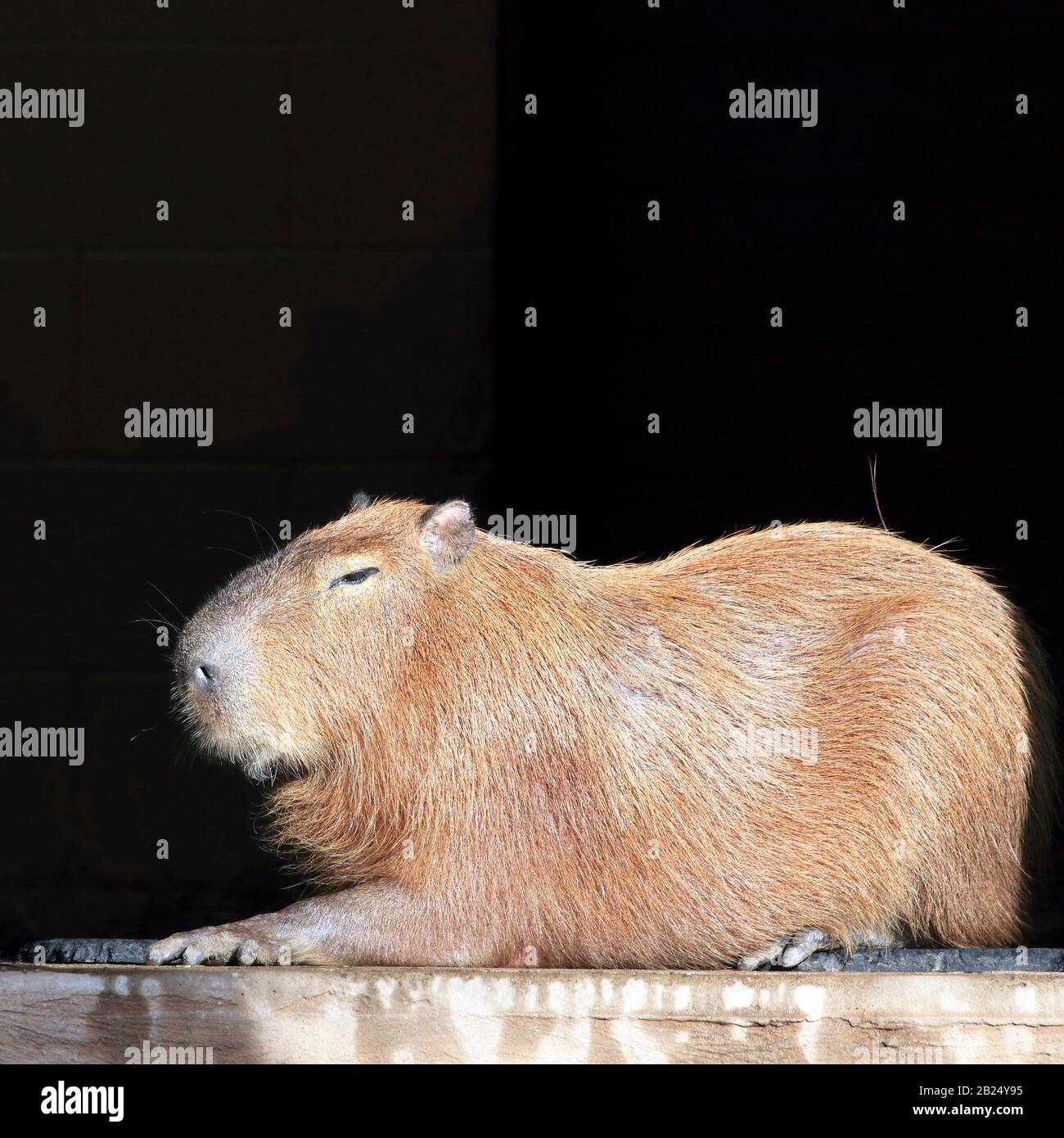 A Capybara, Hydrochoerus hydrochaeris, au repos. Bergen County Zoo, Van Saun Park, Paramus, New Jersey, États-Unis Banque D'Images